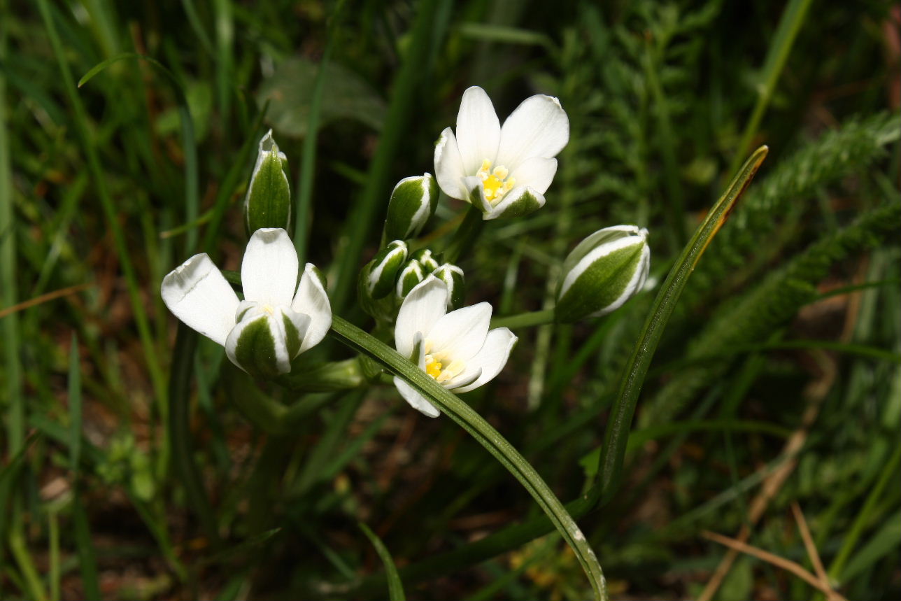 Ornithogalum monticolum / Latte di gallina montano